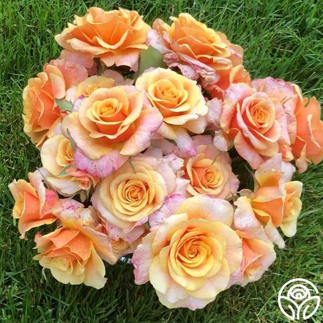 2026 ARS National Convention and Rose Show