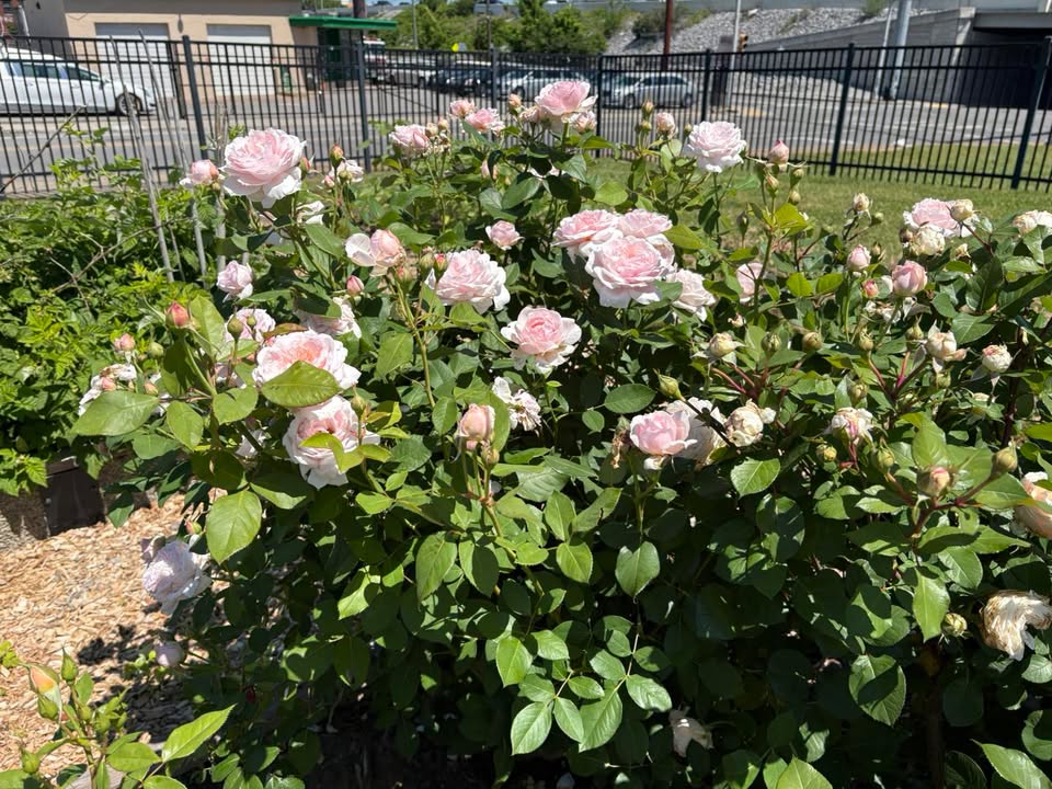 2026 ARS National Convention and Rose Show