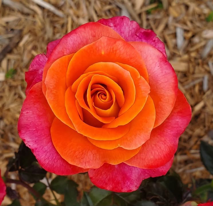 2026 ARS National Convention and Rose Show