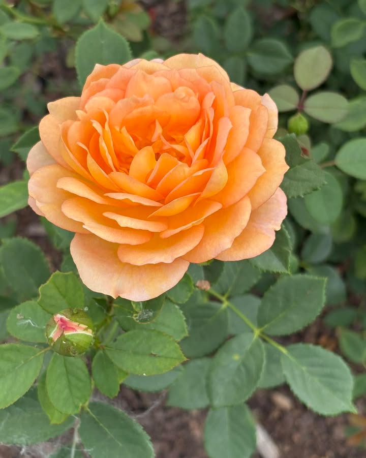 2026 ARS National Convention and Rose Show